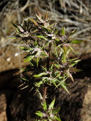Berkheya pinnatifida