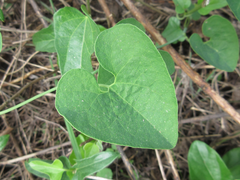 Aristolochia contorta