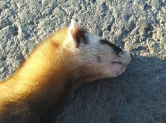Mustela eversmanii