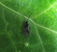 Spilomicrini
