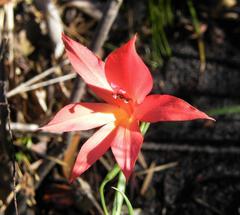 Gladiolus priorii