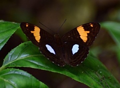 Adelpha justina