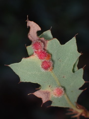 Atrusca trimaculosa