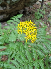 Roldana hartwegii