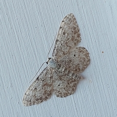 Idaea camparia