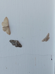 Idaea camparia
