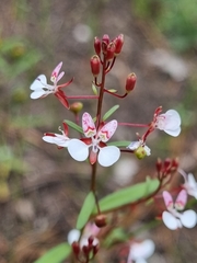 Lopezia gracilis