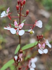 Lopezia gracilis