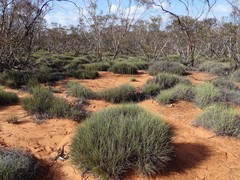 Ctenophorus spinodomus