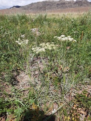 Haloselinum falcaria