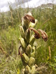 Pedicularis altaica