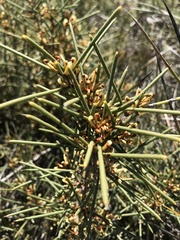 Hakea rostrata