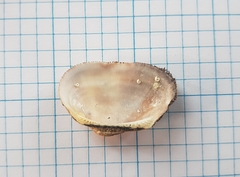 Barbatia novaezealandiae