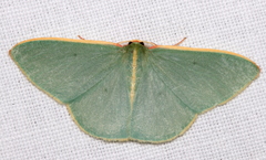 Chlorocoma assimilis