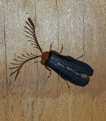 Pterotus obscuripennis