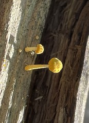 Cyptotrama chrysopepla