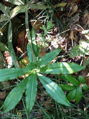 Habenaria stenopetala