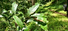 Garcinia gummi-gutta