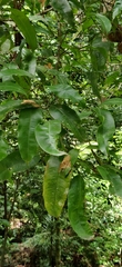 Garcinia gummi-gutta