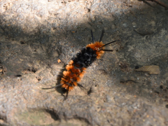 Turuptiana obliqua