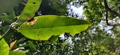 Garcinia gummi-gutta