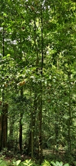 Garcinia gummi-gutta