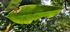 Garcinia gummi-gutta