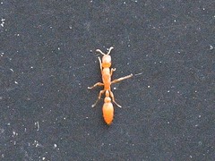 Pseudomyrmex pallidus