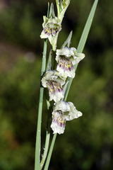 Gladiolus griseus