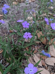Phlox glabriflora