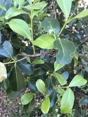Elaeodendron australe australe