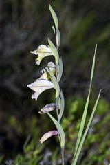 Gladiolus griseus