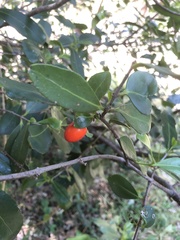 Elaeodendron australe australe