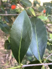 Elaeodendron australe australe