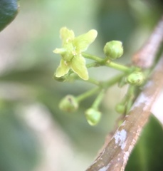 Elaeodendron australe australe