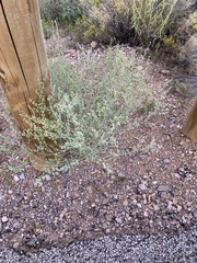 Parthenium confertum