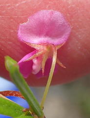 Indigofera sp14