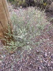 Parthenium confertum