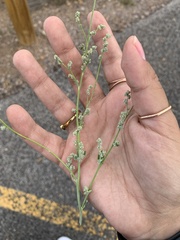 Parthenium confertum