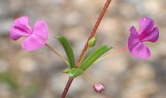 Indigofera sp14
