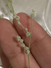 Parthenium confertum