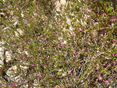 Indigofera sp14