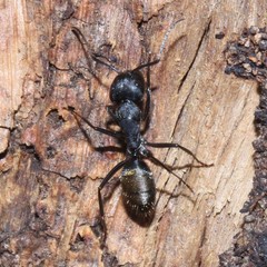 Camponotus aeneopilosus