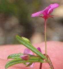 Indigofera sp14