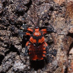 Tegea atropicta