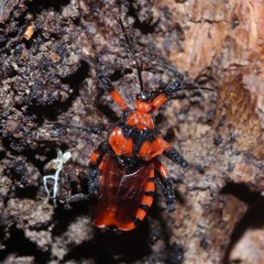 Tegea atropicta