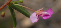 Indigofera sp14