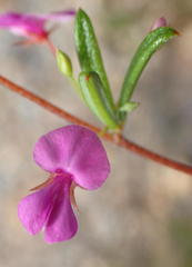 Indigofera sp14
