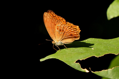 Lachnoptera anticlia