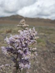 Limonium coralloides